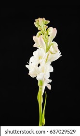 Bunch of Tuberose Flowers and Buds isolated against black background