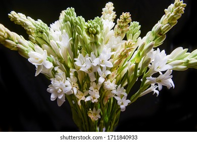 Bunch of tuberose lowers and buds isolated against black background


