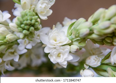 Bunch of tuberose lowers and buds on brown background
