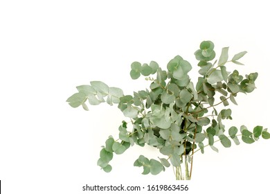 A Bunch Of Twigs Green Eucalyptus In A Glass Jar On The Table.