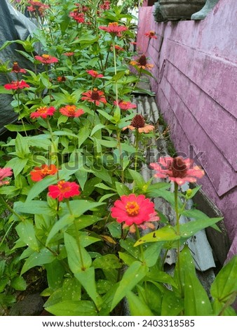 a bunch of uncared for zinia elegans flowers