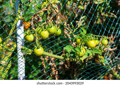 A Bunch Of Unripe Green Cherry Tomatoes Hanging On A Vine Ripening. Blurred Pest Control Transparent Netting In Vegetable Garden.