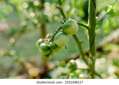 bunch of unripe green cherry tomatoes on branch in garden. Soft focus. Grow tomatoes in garden. Ripening tomatoes on branch in sun