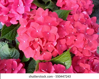 Bunch of vibrant pink blooming Hydrangea flowers - Powered by Shutterstock