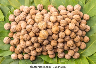 bunch of walnuts still fully in shell laying on the foliage.photographed from above.