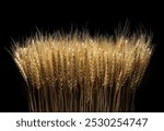 A bunch of wheat ears, isolated on a black background.