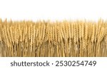 A bunch of wheat ears, isolated on a white background with space for copy.