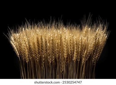 A bunch of wheat ears, isolated on a black background.