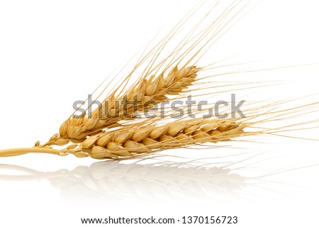 Bunch of wheat ears isolated on white background