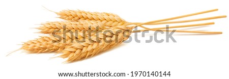 Bunch of wheat ears isolated on white background. Package design element with clipping path