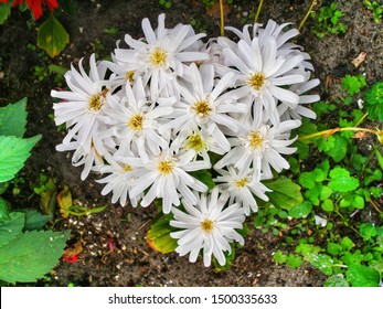 Bunch Of White Aster Flowers In A Garden. Symphyotrichum Dumosum, Aster Novae Angliae, The New England Aster, White Michaelmas Daisy. Top View On White Aster Flowers On Dark Background.