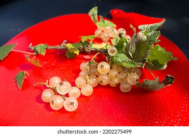 A Bunch Of White Currant Berries With Leaves On A Red Plastic Plate