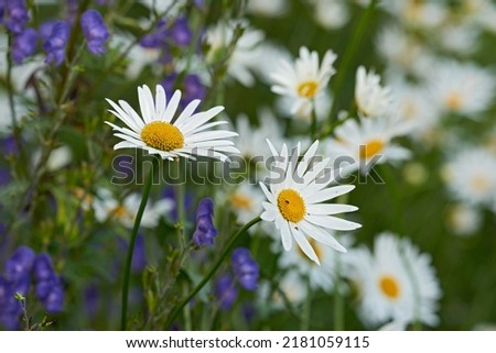 Bunch of white daisies and flowers growing in a lush botanical garden in the sun outdoors. Vibrant Marguerite blooming in spring. Scenic landscape of bright plants blossoming in nature