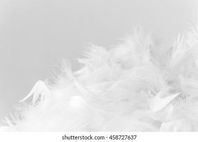 Bunch of white feathers on white background. - Shutterstock ID 458727637