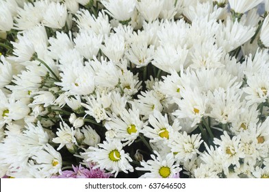 Bunch of  white  flowers.