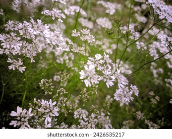 a bunch of white flowers in a field, a macro photograph by Kume Keiichiro, trending on unsplash, naturalism, photo taken with ektachrome, photo taken with provia, shallow depth of field
