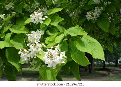 Bunch of white flowers in the leafage of catalpa tree in mid June