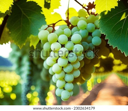 A bunch of white grapes between the grape leaves in a vineyard of Güímar, Tenerife, Canary Islands, Spain, Marmajuelo or Bermejuela grape variety 