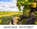 Bunch of white grapes in the middle of the vine in autumn in France.