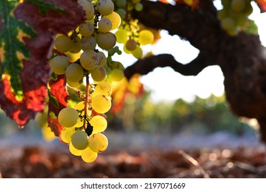 Bunch Of White Grapes Muscatel Hanging On Vine Plant