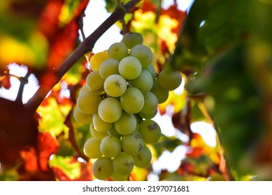 Bunch Of White Grapes Muscatel Hanging On Vine Plant