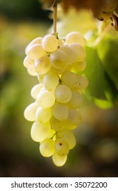 Bunch Of White Grapes  On The Branch