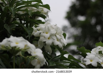 A Bunch Of White Plumeria Blooming On Tree