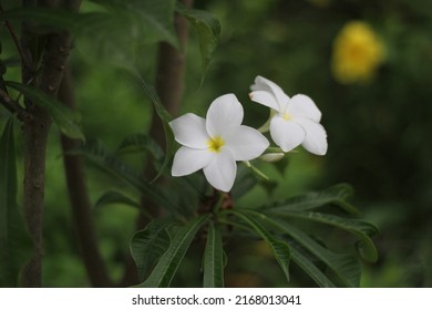 A Bunch Of White Plumeria Blooming On Tree