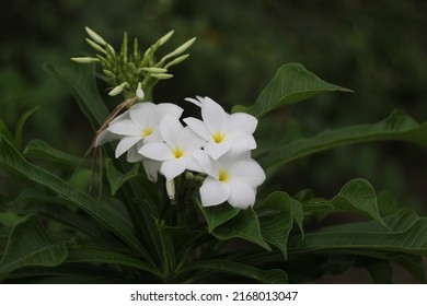 A Bunch Of White Plumeria Blooming On Tree