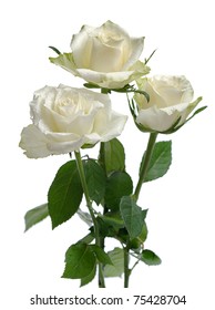 Bunch Of White Roses  Isolated On White Background