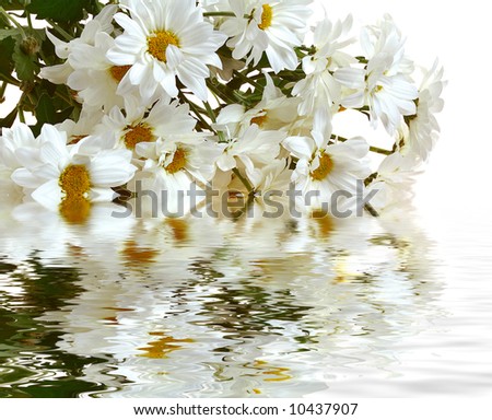 Image, Stock Photo Crysanthemum purple yellow