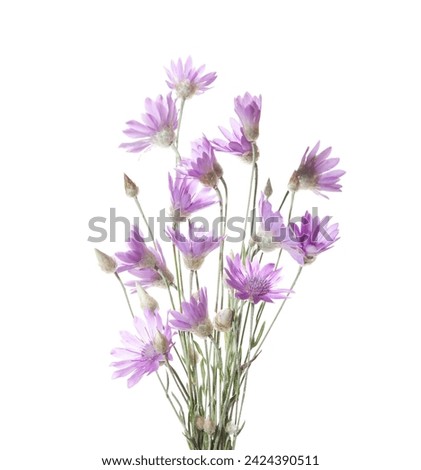 Bunch of Xeranthemum annuum (Immortelle) flowers isolated on white background. Stock photo © 
