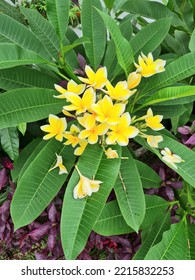 A Bunch Of Yellow Color Plumeria Blooming In The Garden.