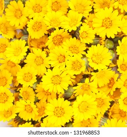 Bunch of yellow daisies texture background. Close-up square sample.