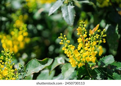 A bunch of yellow flowers with green leaves. The image has a bright and cheerful mood, as the yellow flowers stand out against the green leaves - Powered by Shutterstock