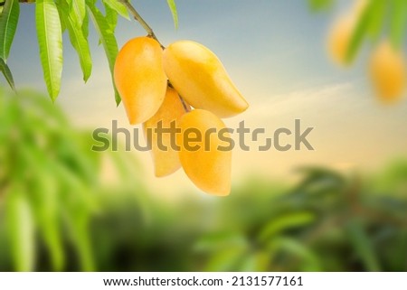Bunch of yellow Thai mango, Mango tropical fruit hanging on tree with green leaves and beautiful sunset at farm background. Mango product season concept.