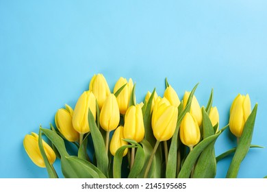 A bunch of yellow tulips on a blue background, copy space for text