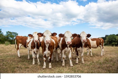 Bunch of young cows in a row, montbeliarde, side by side, standing upright in a dry meadow, in the jura, france