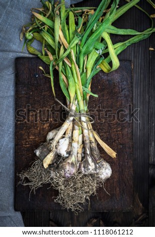 Similar – Image, Stock Photo bunch of fresh young garlic