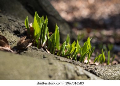 A Bunch Of Young Lush Green Plants Growing Next To Old Beech Tree In The Forest At Springtime, Reborn A New Life, Showing The Power Of Nature.