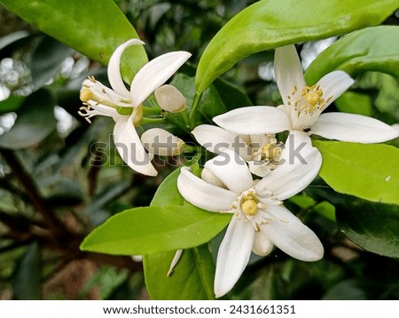 bunches of beautiful white colour malta flower with fresh green leaves 