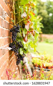 Bunches Of Black  Grapes Growing On A Vine Up A Brick Wall In The UK.