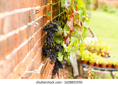 Bunches Of Black  Grapes Growing On A Vine Up A Brick Wall In The UK.