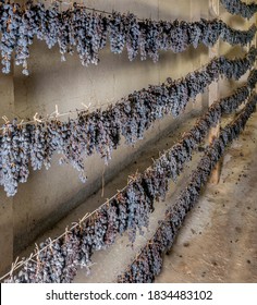 Bunches of black grapes are hung in long rows to wither, for the production of the famous vin santo, Tuscany, Italy