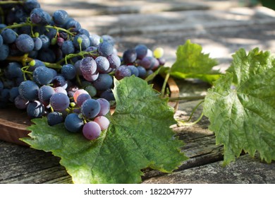 bunches of blue grapes in dewdrops and , selective focus - Shutterstock ID 1822047977