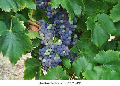 Bunches Of Blue Grapes In Vineyard In The Barossa Valley