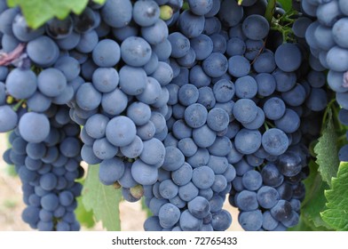 Bunches Of Blue Grapes In Vineyard In The Barossa Valley