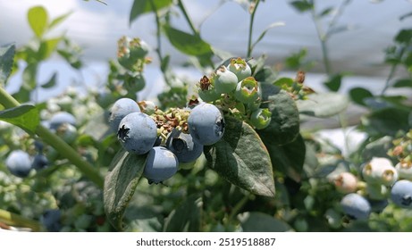 bunches of blueberries ripen in a greenhouse - Powered by Shutterstock