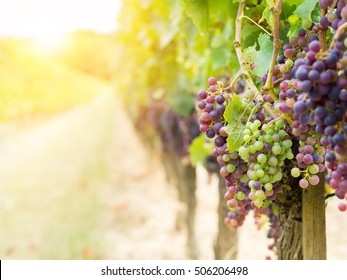 Bunches Of Cabernet Sauvignon Grapes Growing In A Vineyard In Bordeaux Region, France.