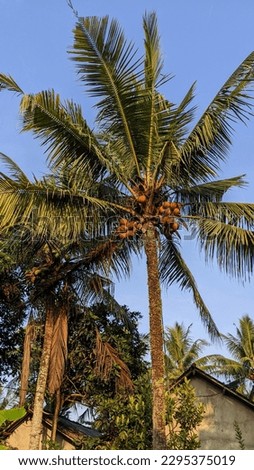 Bunches of cocnut fruit on the its tree with coconut leaves surrounding them and the blue sky as the background